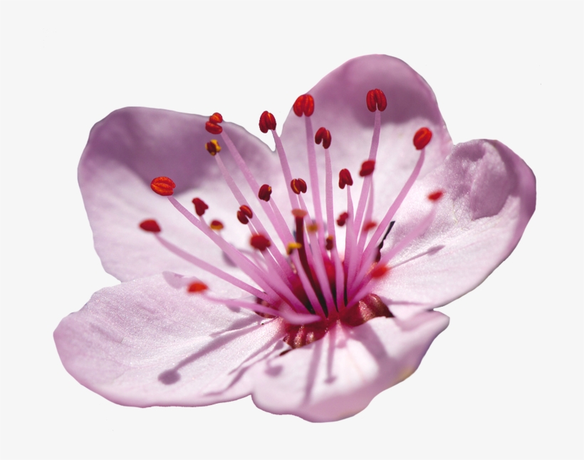 Detail Blossom Flower Clip Art Nomer 35