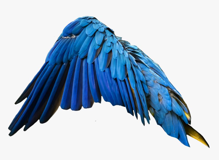 Detail Blue Angel Wings Png Nomer 32