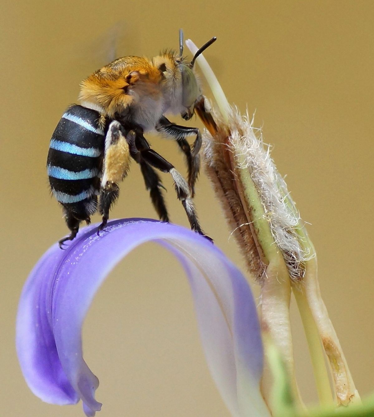 Blue Banded Bee - KibrisPDR