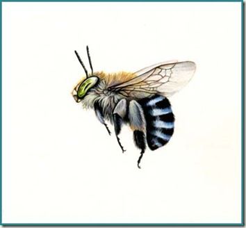 Detail Blue Banded Bee Nomer 15