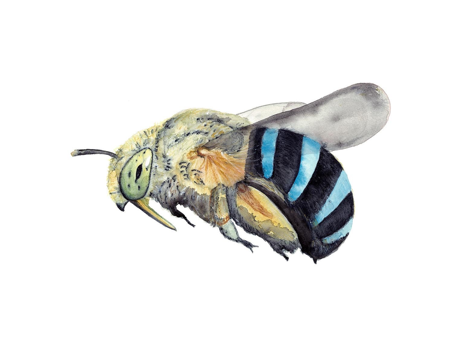 Detail Blue Banded Bee Nomer 17