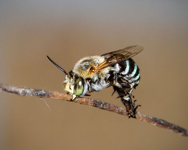 Detail Blue Banded Bee Nomer 32