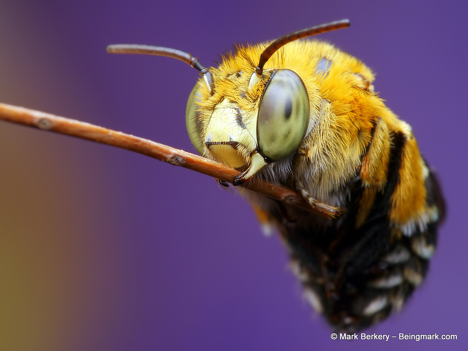 Detail Blue Banded Bee Nomer 40