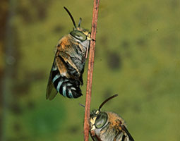 Detail Blue Banded Bee Nomer 43