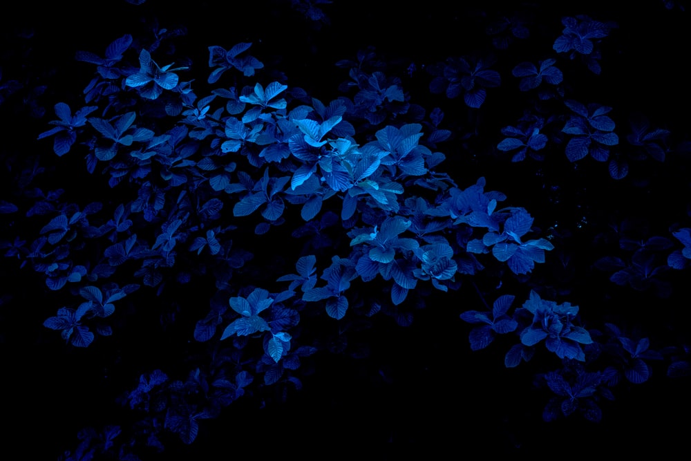 Detail Blue Black Wallpaper Hd Nomer 3