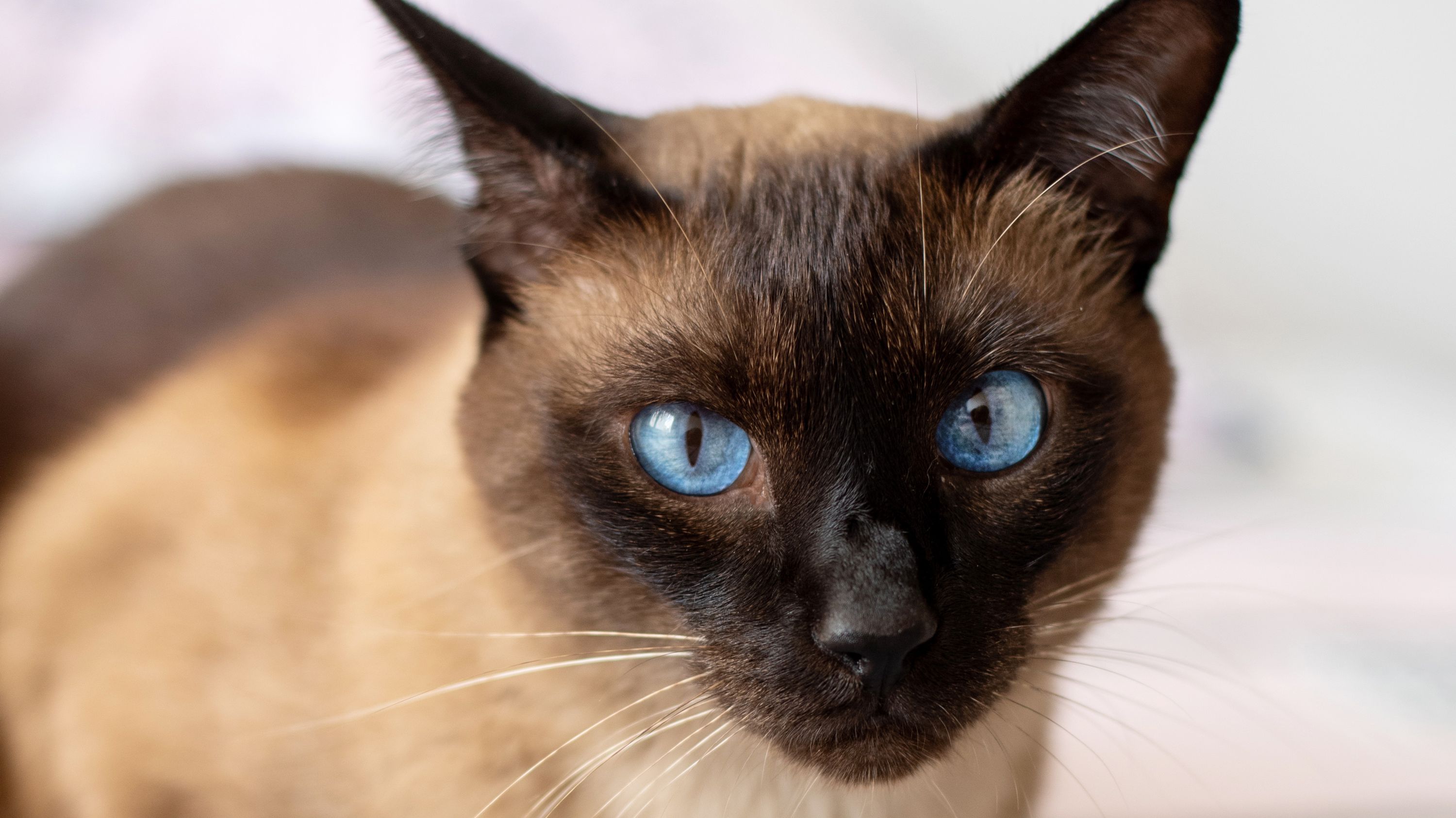 Blue Eyes Cat - KibrisPDR