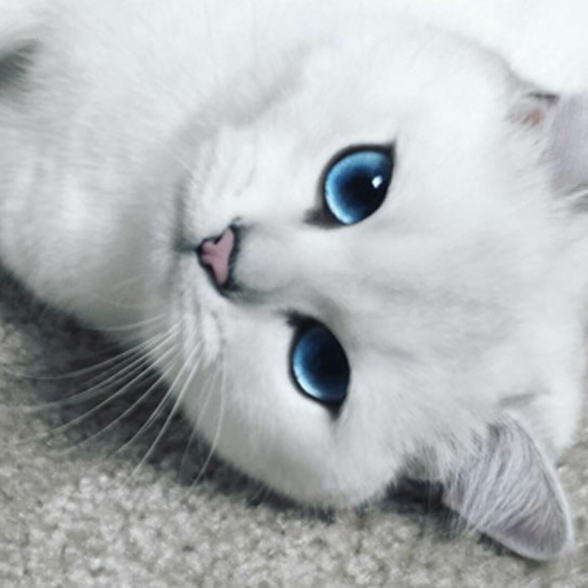 Detail Blue Eyes Cat Nomer 19