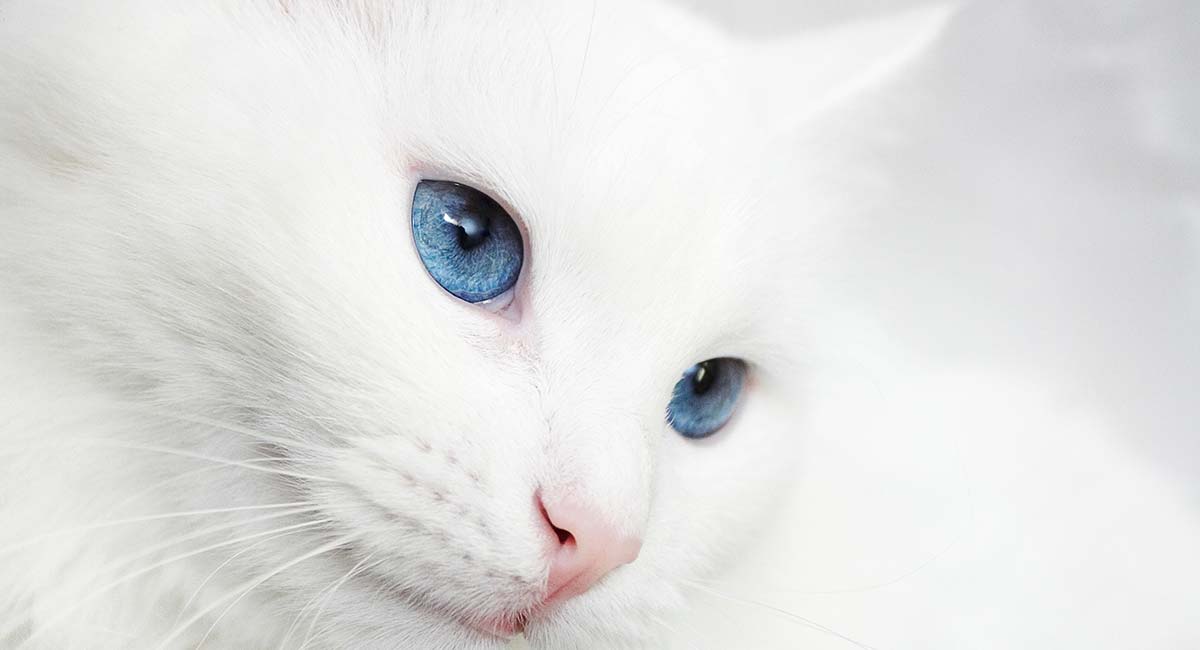 Detail Blue Eyes Cat Nomer 23