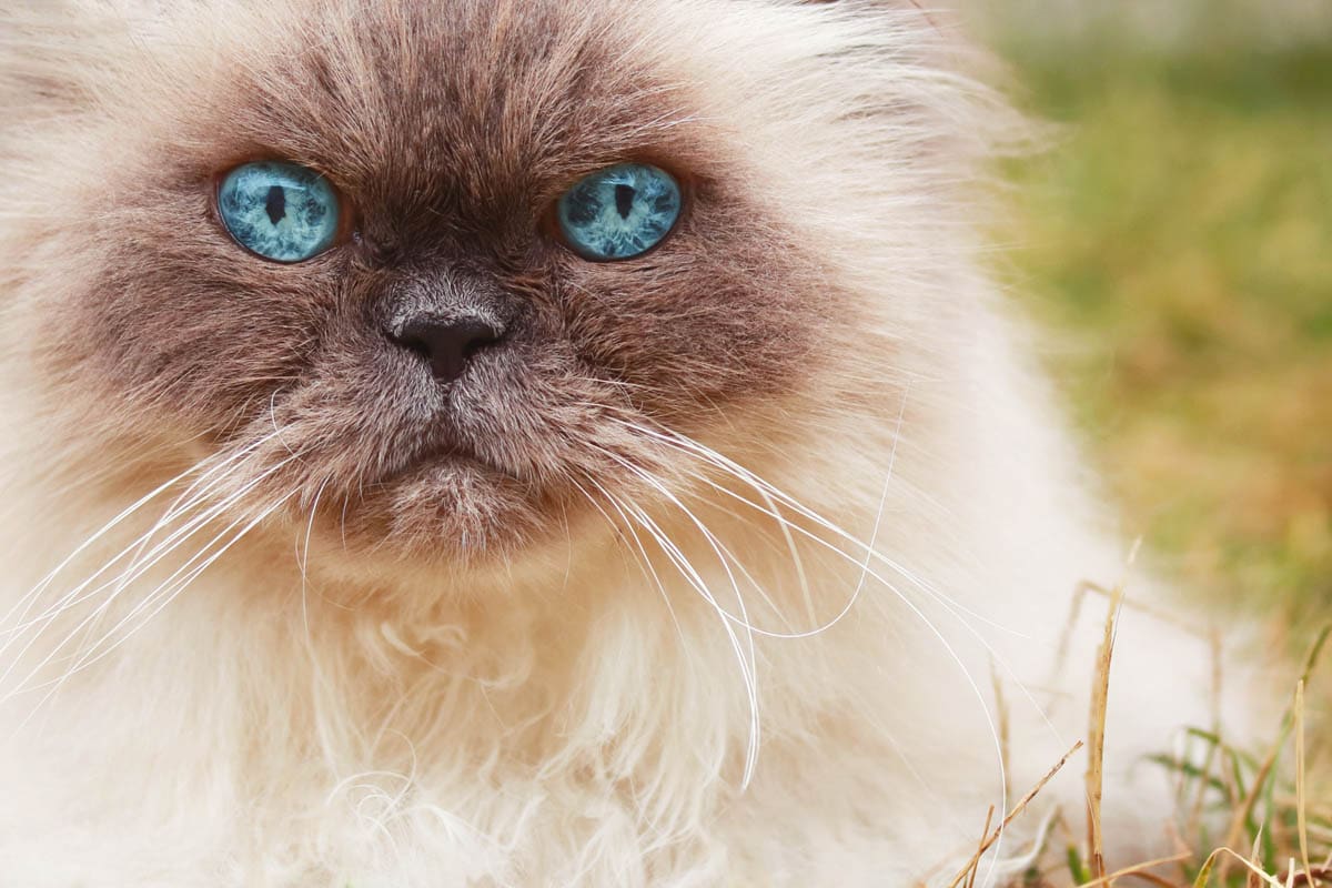 Detail Blue Eyes Cat Nomer 28
