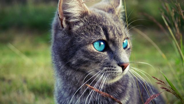 Detail Blue Eyes Cat Nomer 32