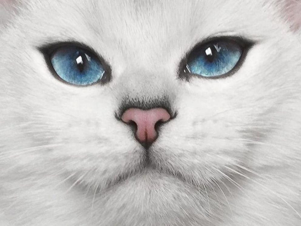 Detail Blue Eyes Cat Nomer 38