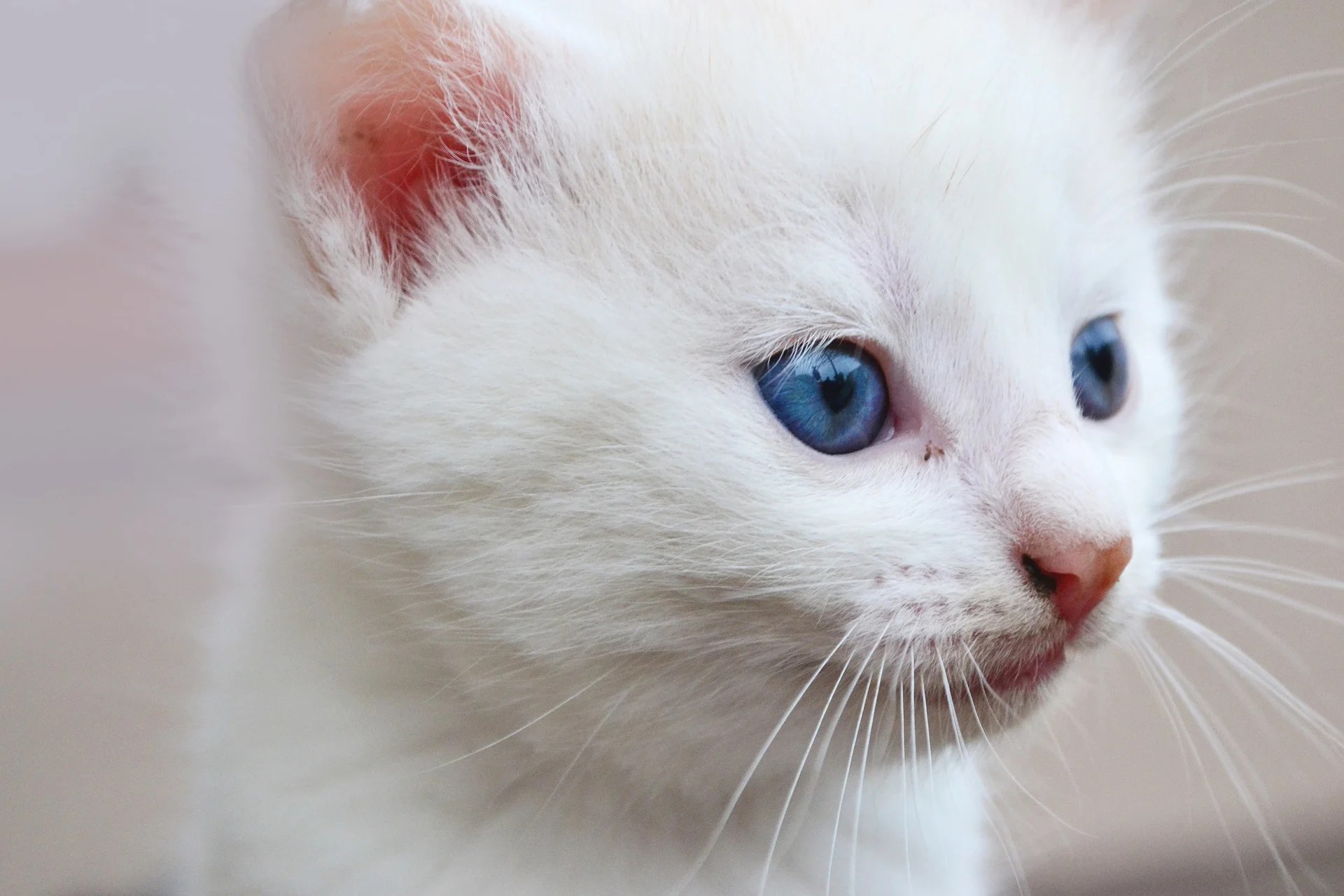 Detail Blue Eyes Cat Nomer 45