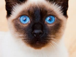 Detail Blue Eyes Cat Nomer 48