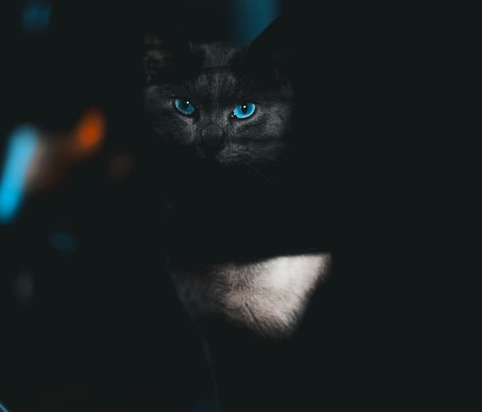 Detail Blue Eyes Cat Nomer 50