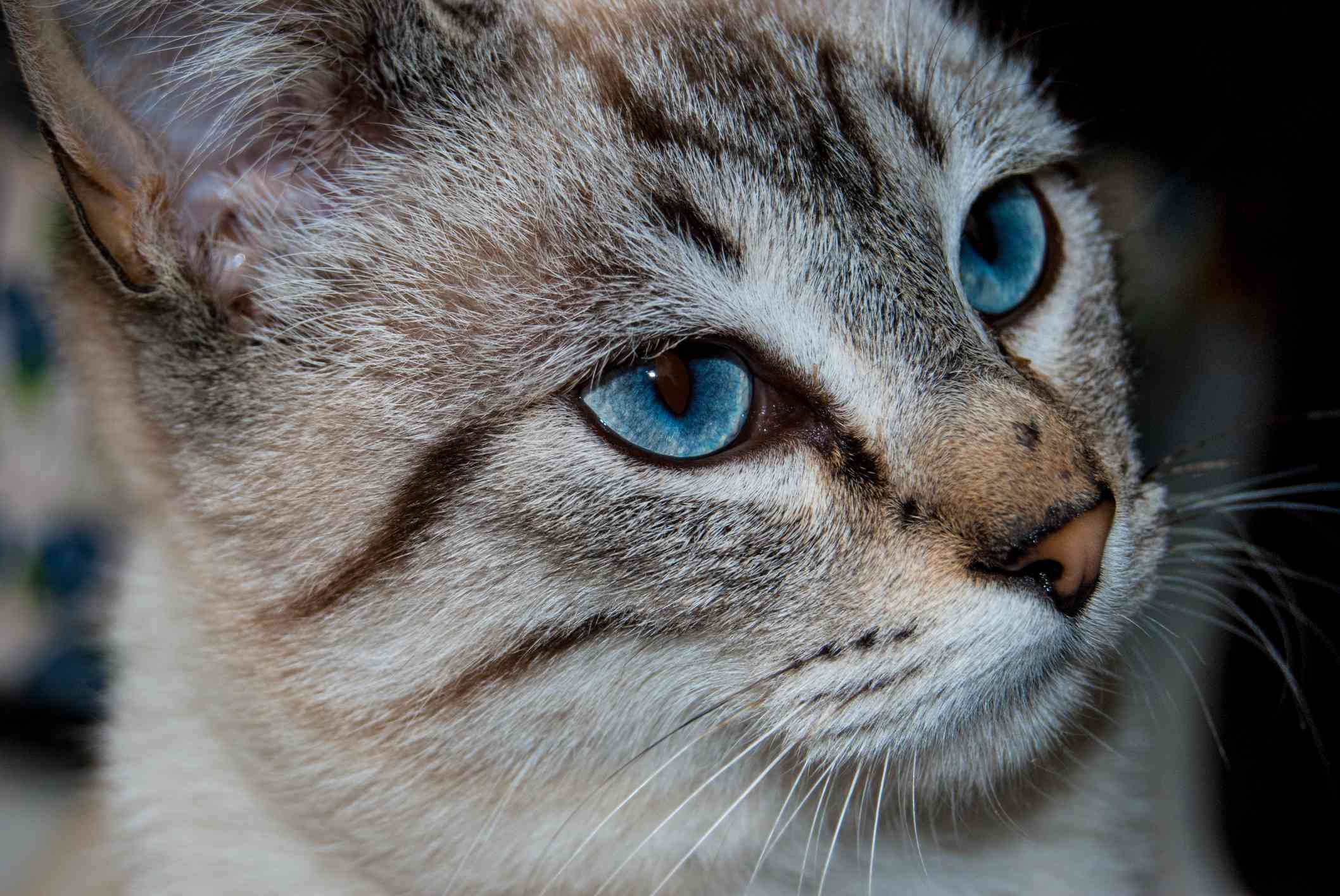 Detail Blue Eyes Cat Nomer 6