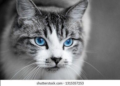Detail Blue Eyes Cat Nomer 58