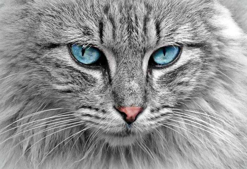 Detail Blue Eyes Cat Nomer 9