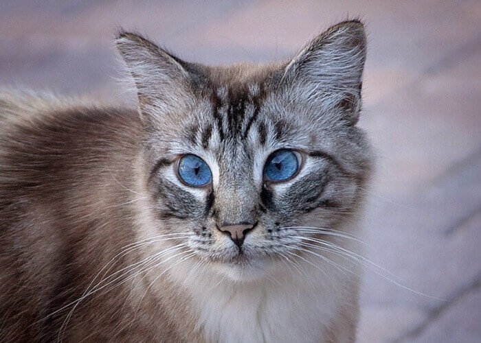 Detail Blue Eyes Cat Nomer 10