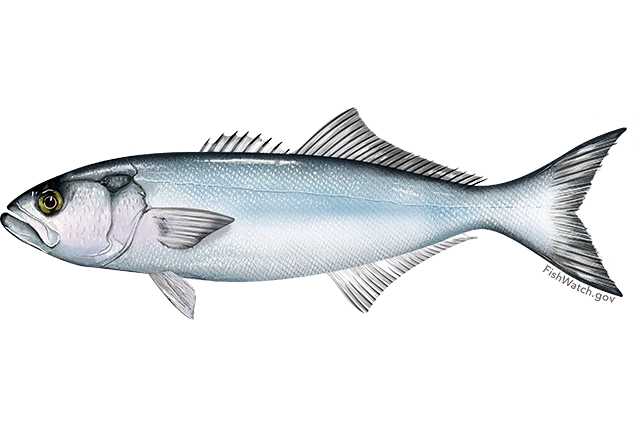 Blue Fish Image - KibrisPDR