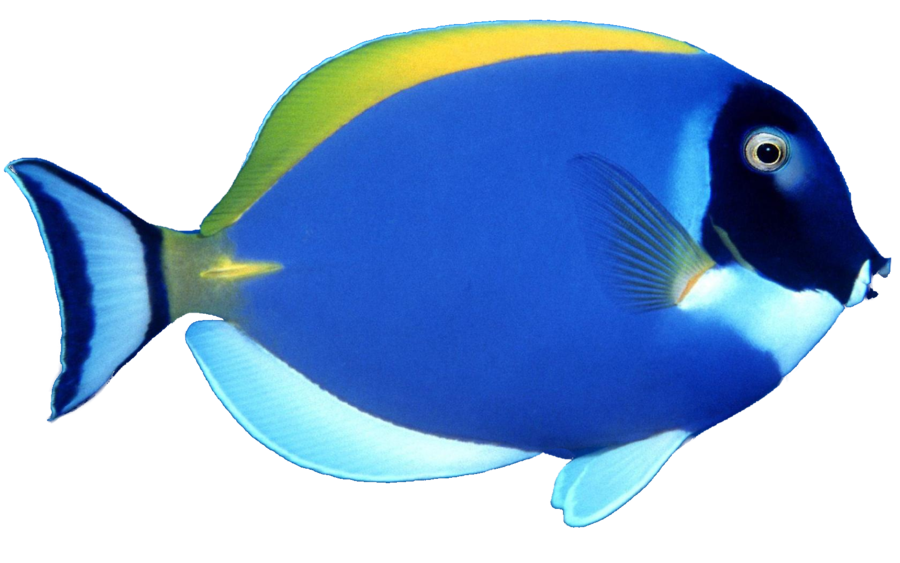 Detail Blue Fish Image Nomer 36