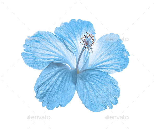 Detail Blue Flower White Background Nomer 2