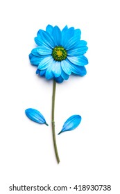 Detail Blue Flower White Background Nomer 11