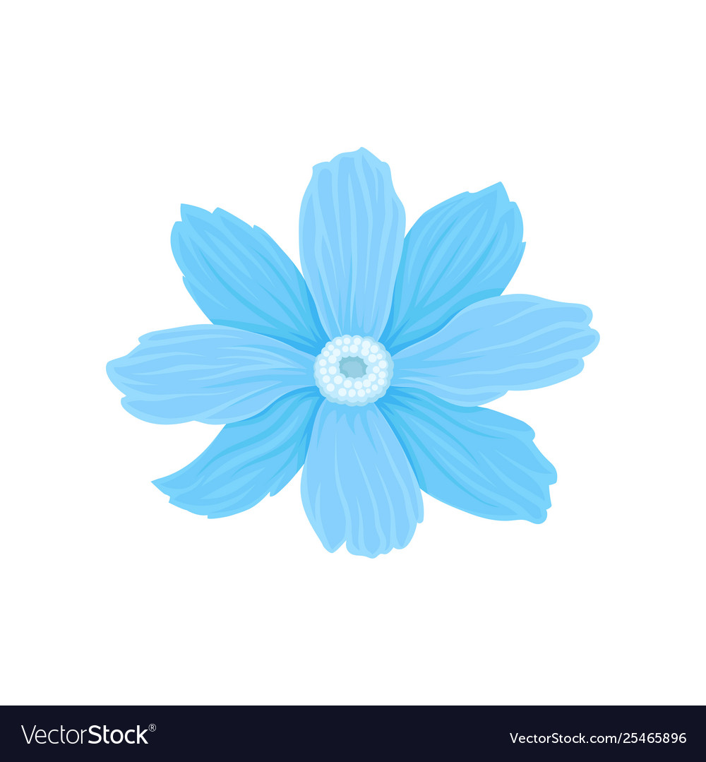 Detail Blue Flower White Background Nomer 19