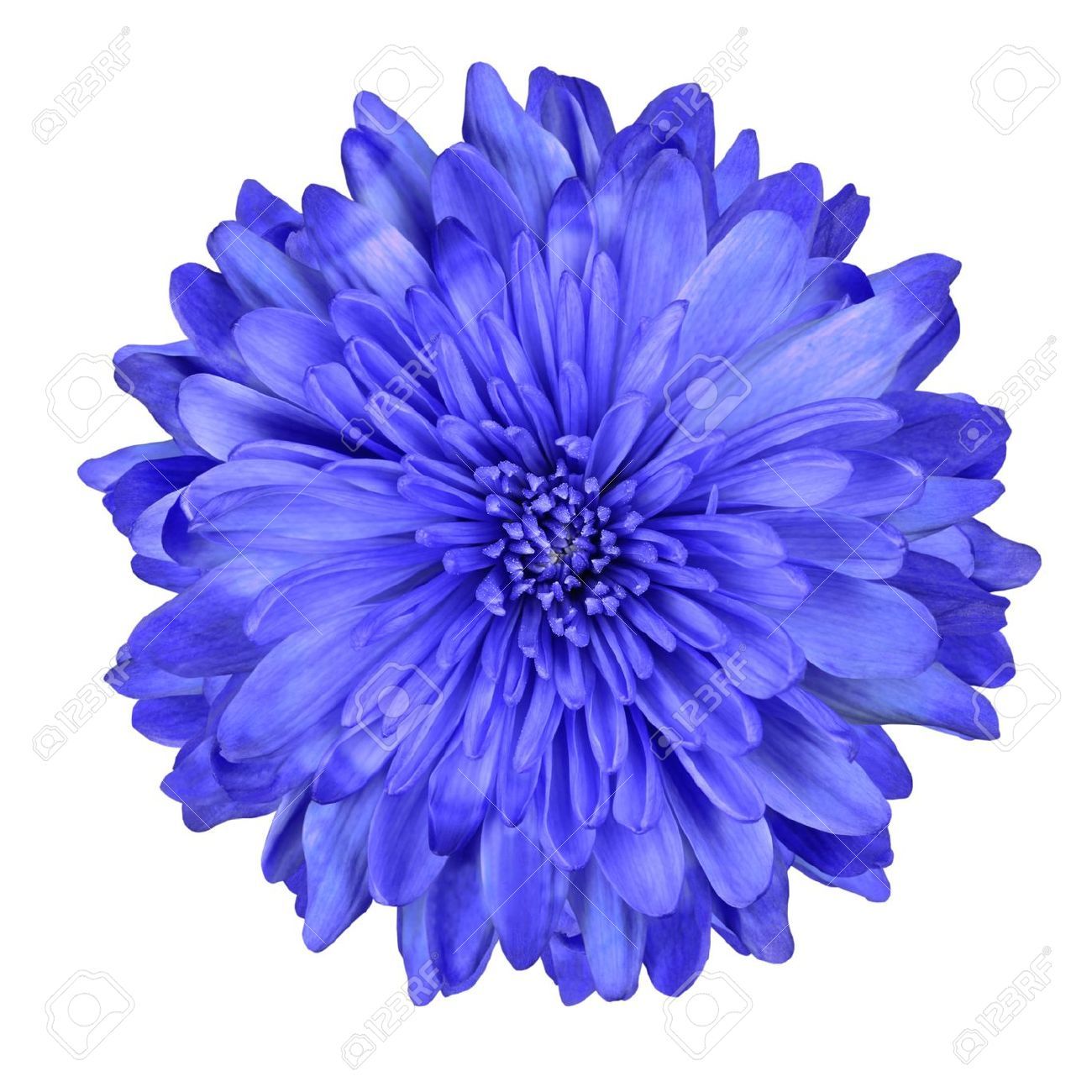 Detail Blue Flower White Background Nomer 43