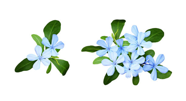 Detail Blue Flower White Background Nomer 6