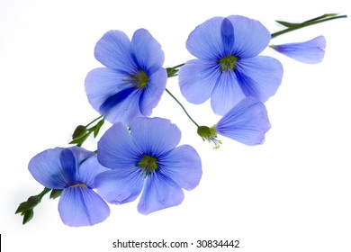 Detail Blue Flower White Background Nomer 10