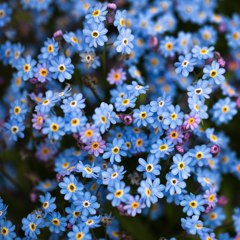 Detail Blue Flowers Tumblr Nomer 11