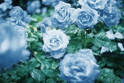 Detail Blue Flowers Tumblr Nomer 38