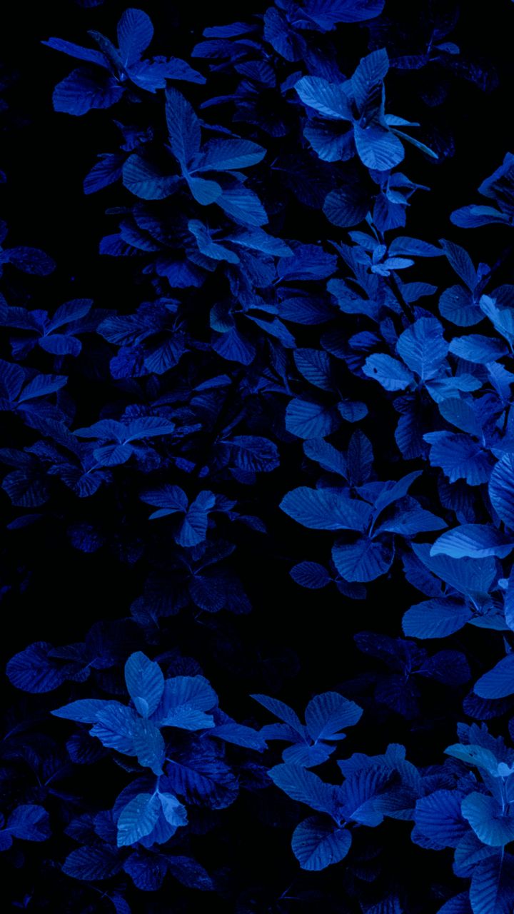 Detail Blue Flowers Tumblr Nomer 42