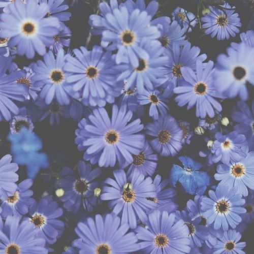 Detail Blue Flowers Tumblr Nomer 8