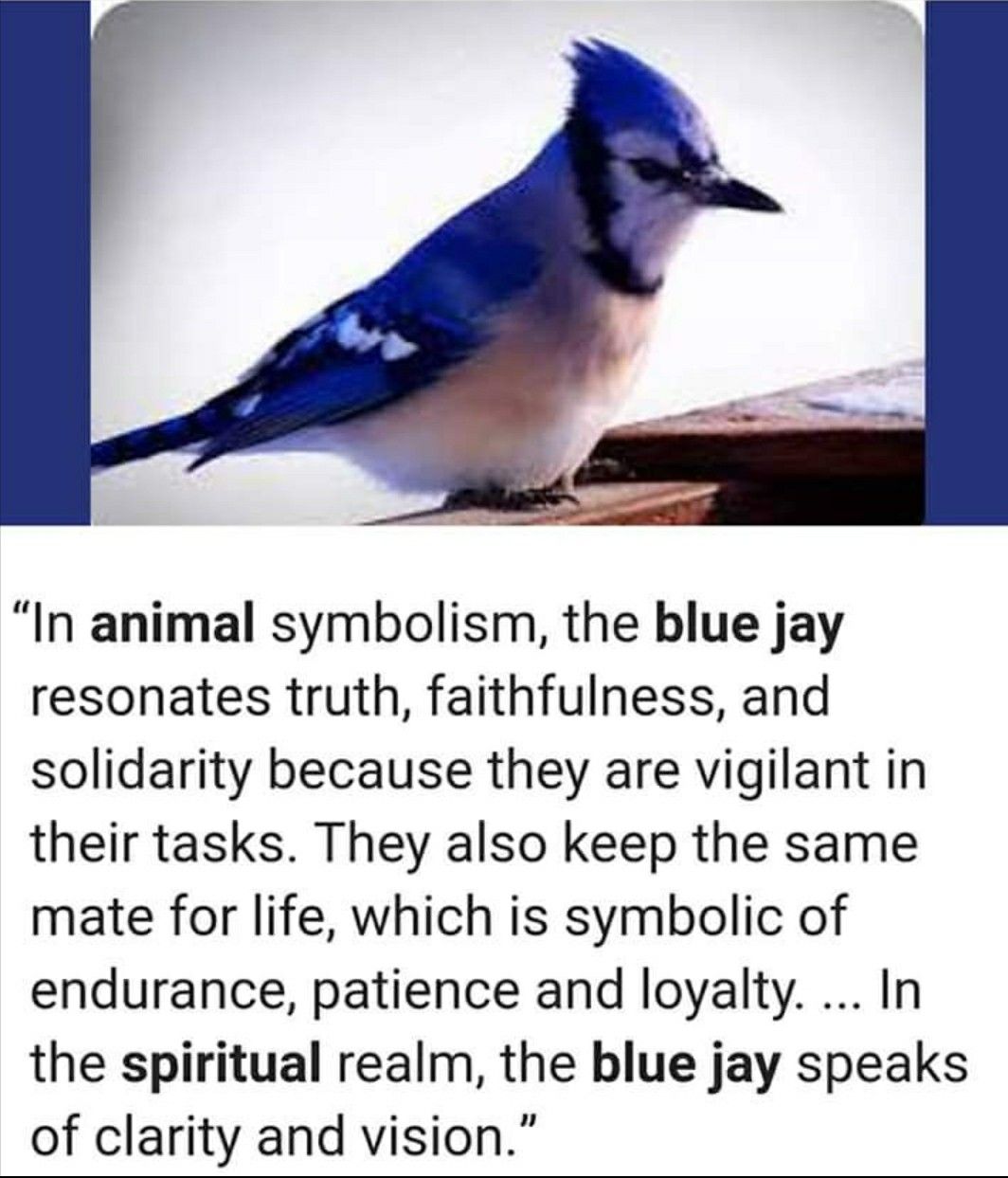 Detail Blue Jay Quotes Nomer 13