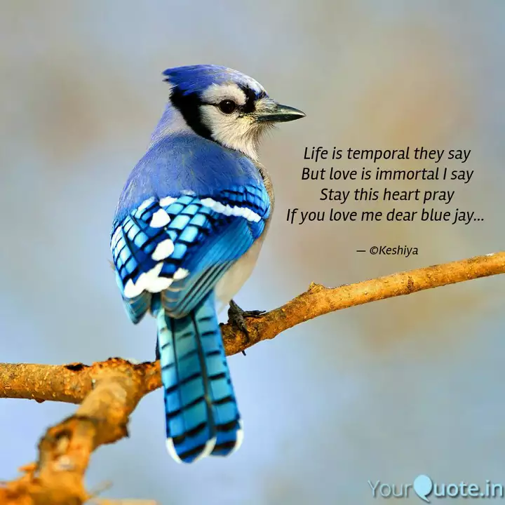 Detail Blue Jay Quotes Nomer 29