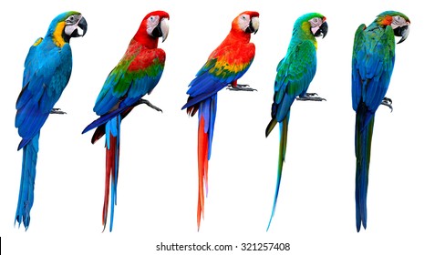 Detail Blue Parrot Pictures Nomer 35
