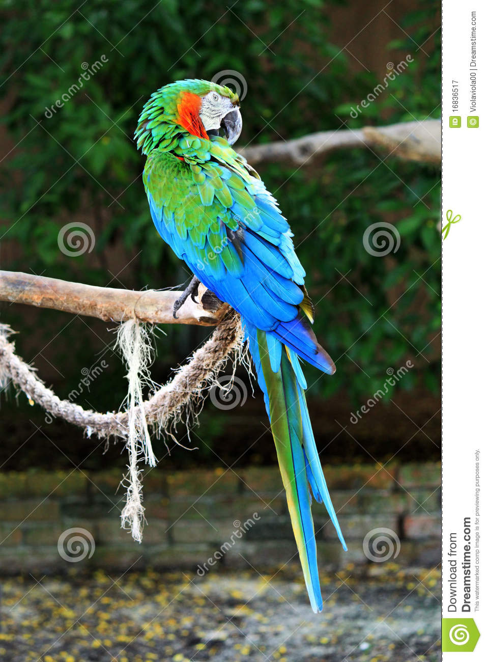 Detail Blue Parrot Pictures Nomer 37