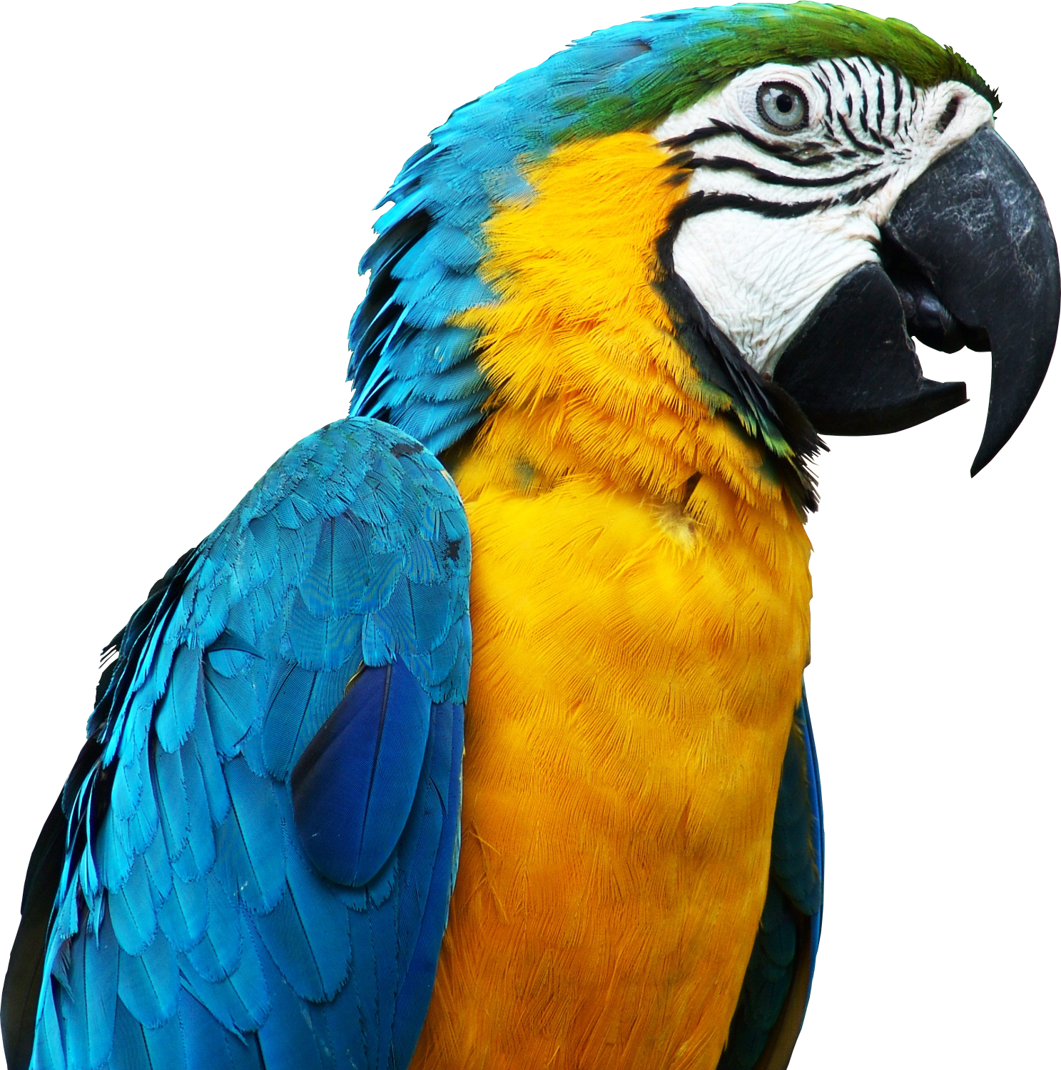 Detail Blue Parrot Pictures Nomer 57