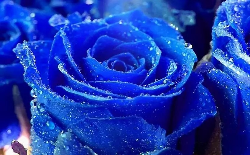 Detail Blue Rose Wallpaper Nomer 28