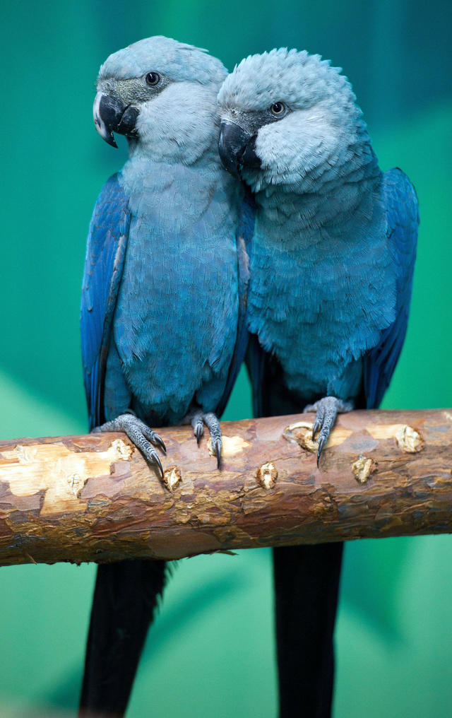 Detail Blue Spix Macaw Nomer 11