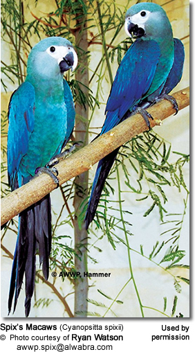 Detail Blue Spix Macaw Nomer 27