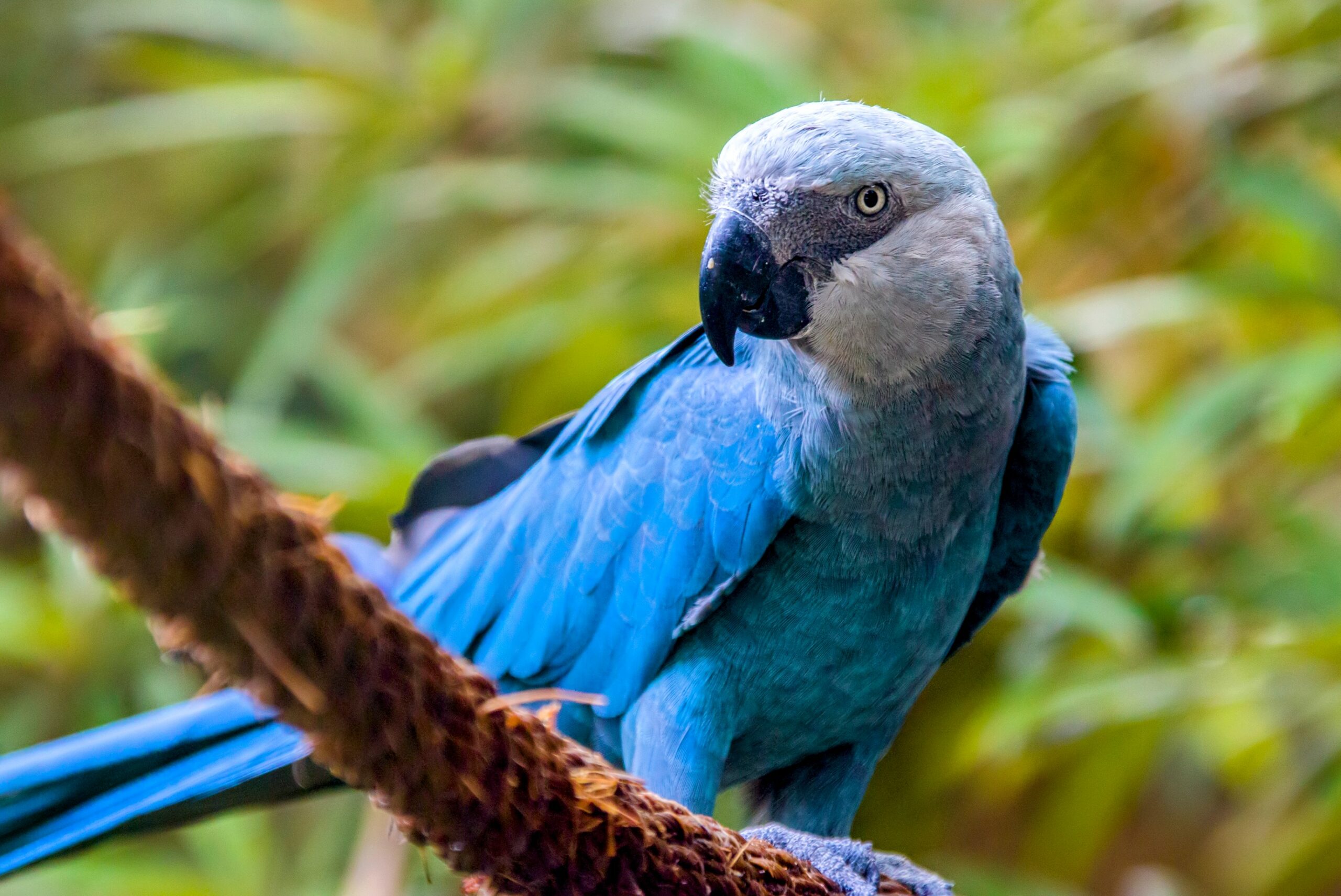 Detail Blue Spix Macaw Nomer 34