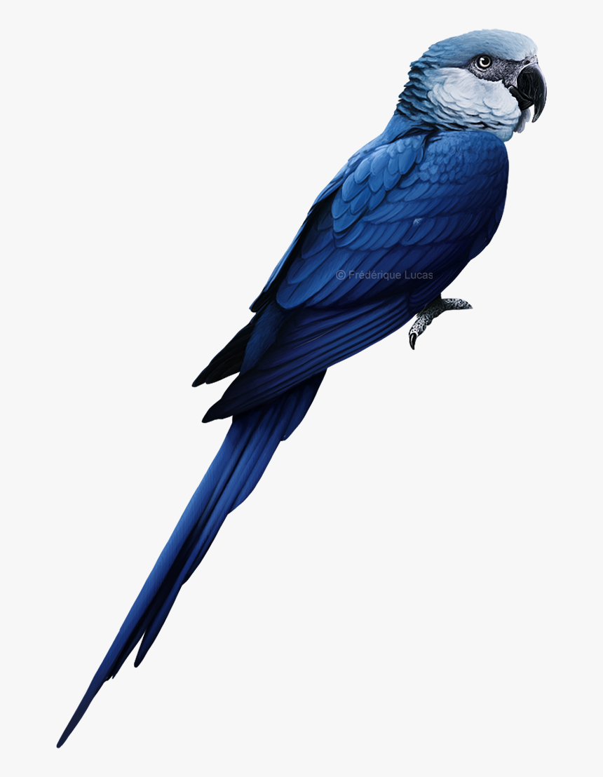 Detail Blue Spix Macaw Nomer 36