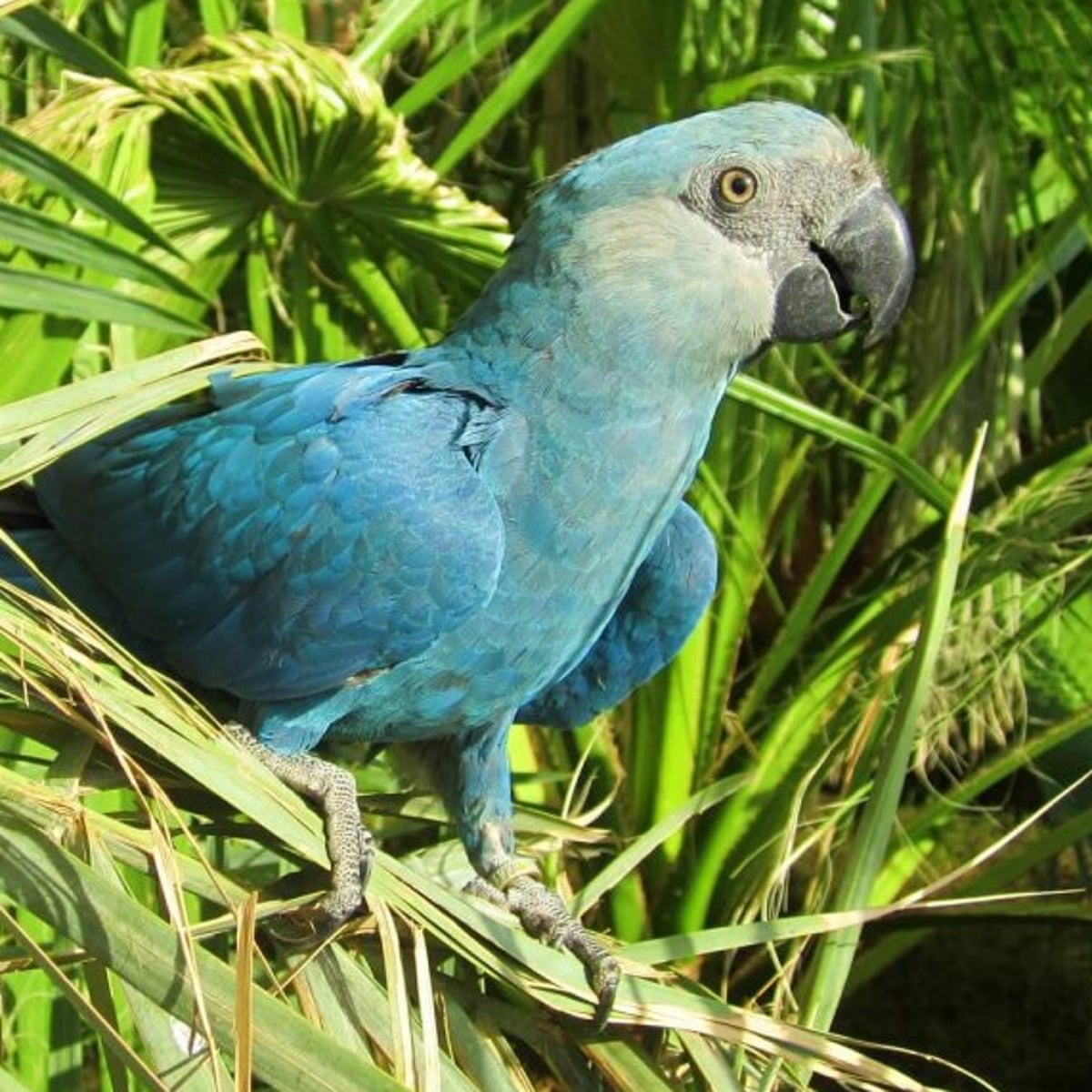 Detail Blue Spix Macaw Nomer 8