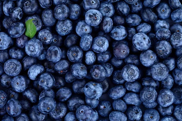 Detail Blueberries Images Free Nomer 11