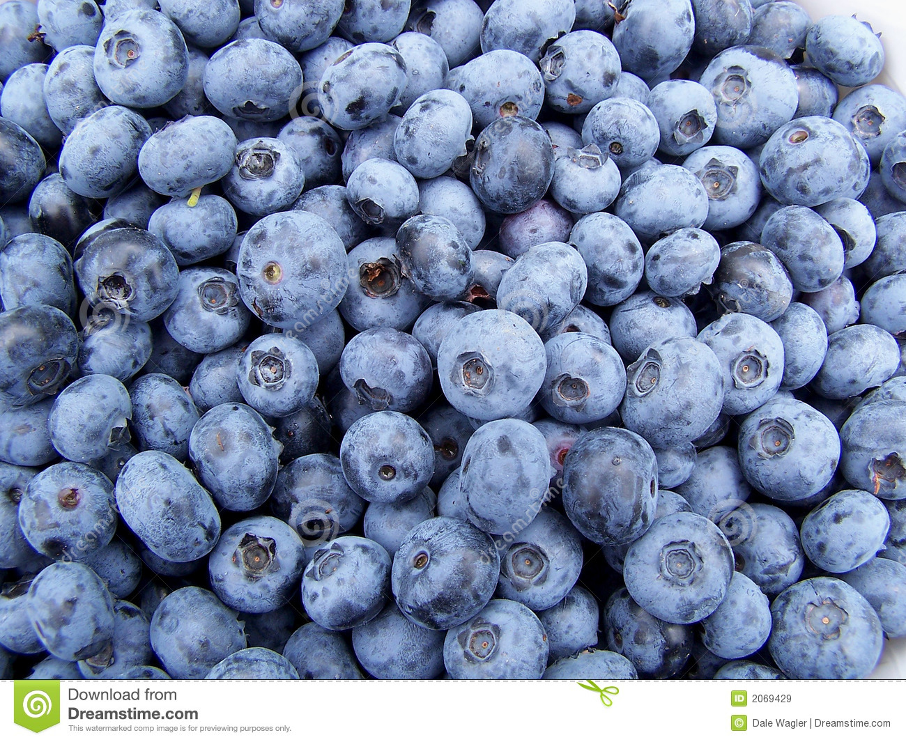 Detail Blueberries Images Free Nomer 15