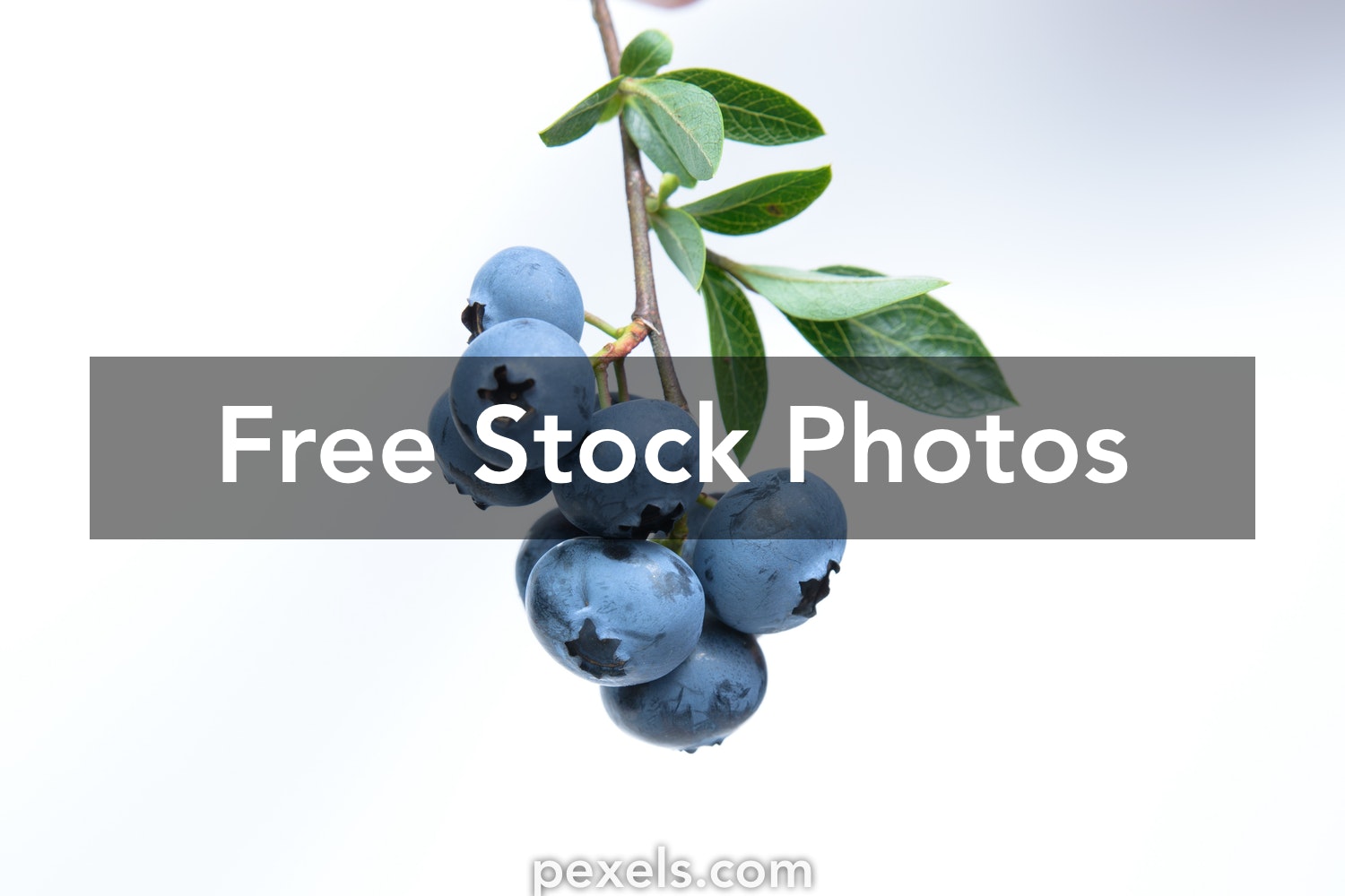 Detail Blueberries Images Free Nomer 16