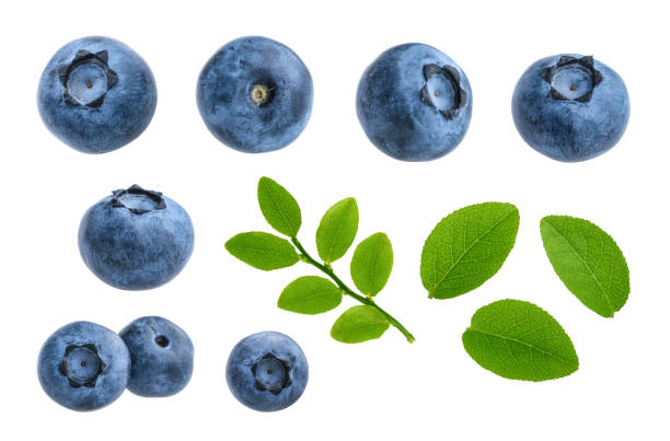 Detail Blueberries Images Free Nomer 18