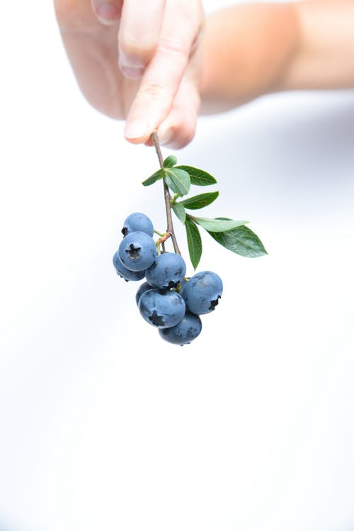 Detail Blueberries Images Free Nomer 19